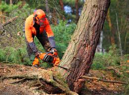 Why Choose Our Tree Removal Services in Franklin, MI?