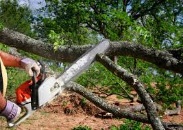 Best Root Management and Removal  in Franklin, MI