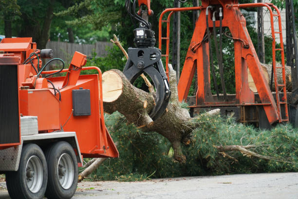 Best Tree Disease Treatment  in Franklin, MI