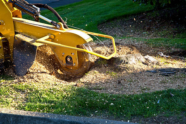 Seasonal Cleanup (Spring/Fall) in Franklin, MI