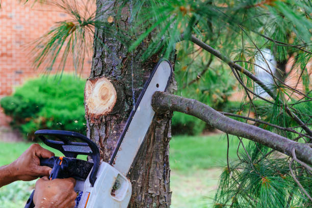 Best Tree Disease Treatment  in Franklin, MI